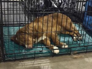 Ensuring Ultimate Comfort for Your Dog: Tips for a Happy, Cozy Pup