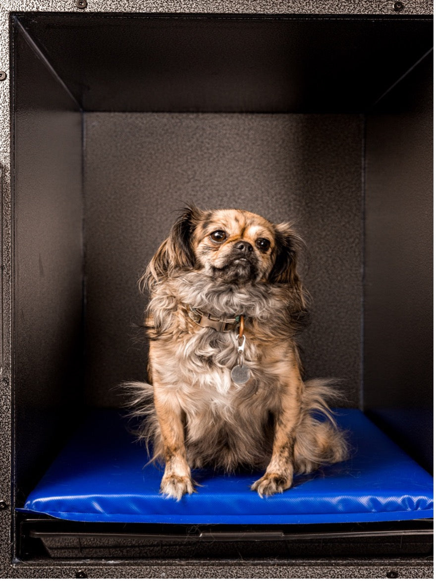 Why Do Dogs Scratch Their Beds?