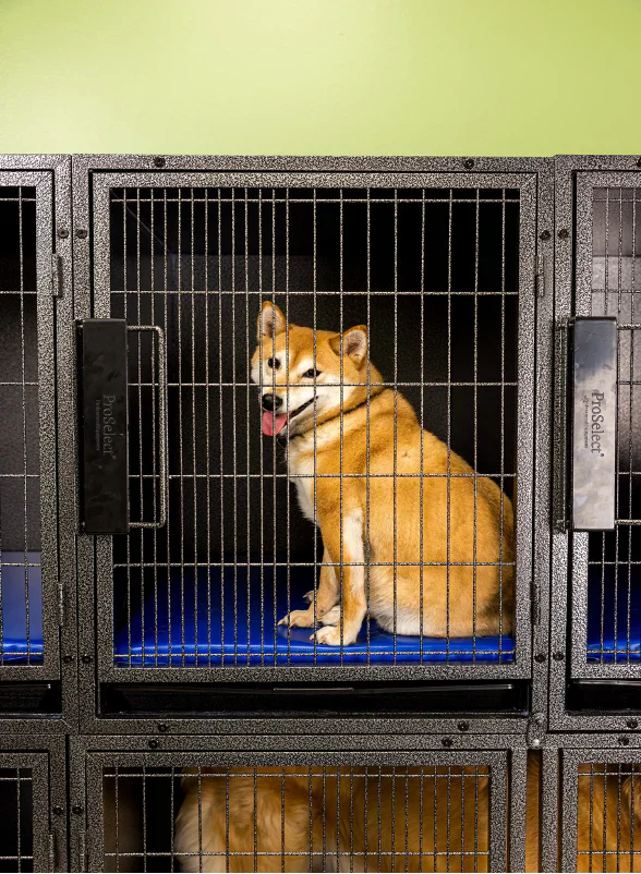 Should Dogs Sleep in Crates?