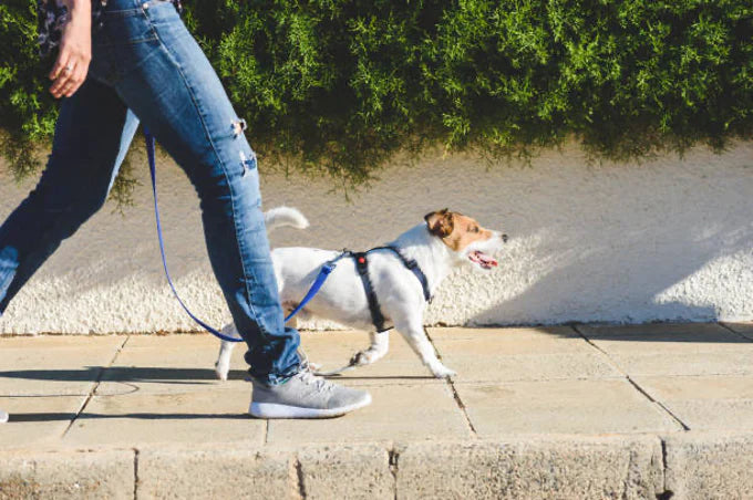 The Benefits of Walking Your Dog