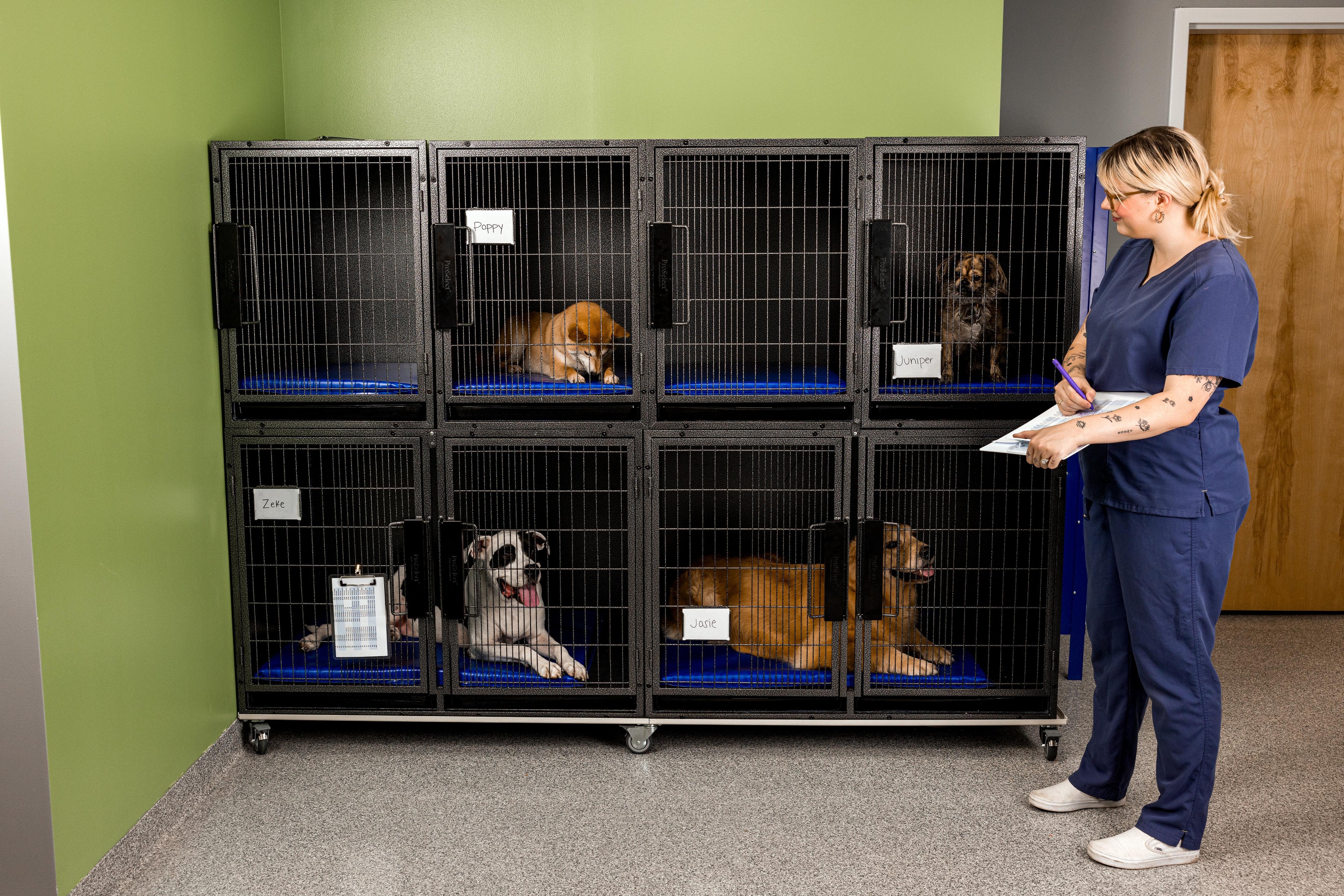 Dogs resting in kennel crates with blue Primo Pad waterproof dog crate beds at a dog boarding facility