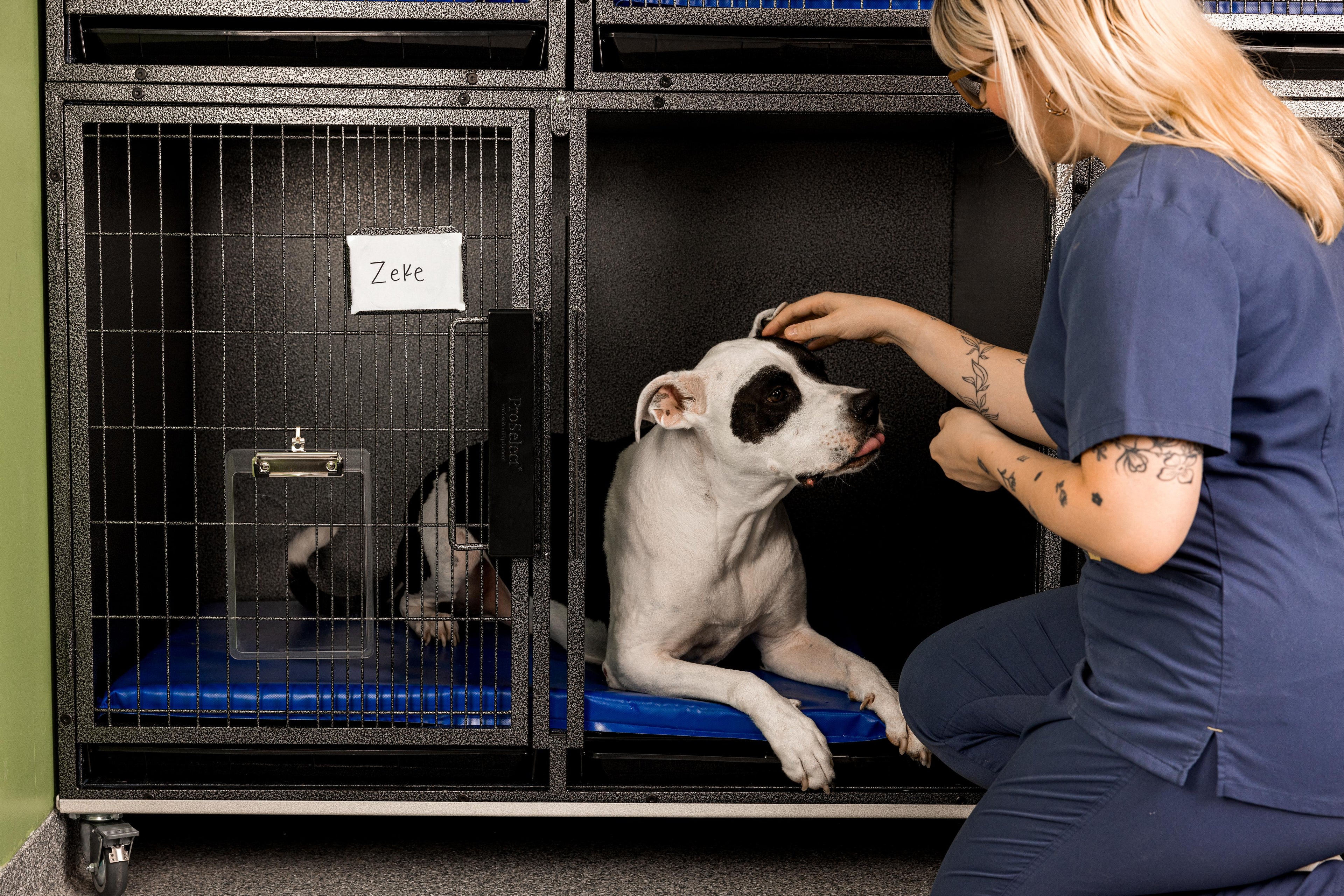 Kennel staff petting a dog resting on a blue Primo Pad waterproof dog crate bed inside a kennel